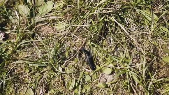 一只黑色的大水蛭在草地上爬行快关门视频的预览图