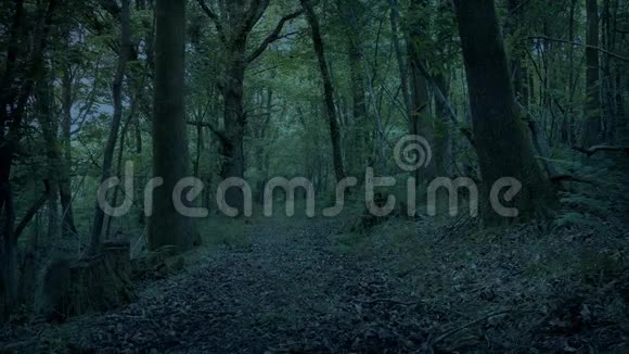 在黑暗中穿越林地视频的预览图