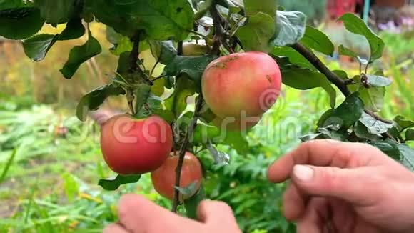 人们在花园里收获苹果视频的预览图