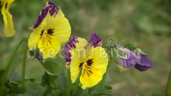 三色紫罗兰鲜艳的花朵视频的预览图