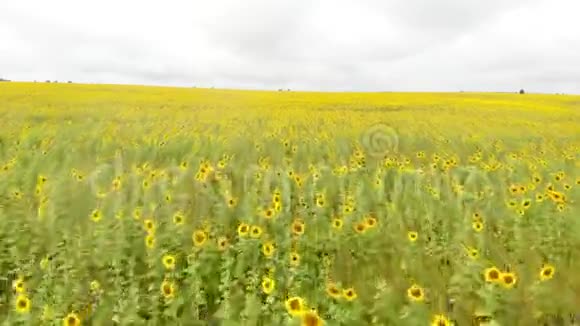 一片明亮的大田野满是成熟的黄色向日葵视频的预览图
