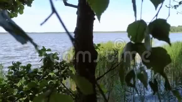 冰川形成的美丽湖泊白俄罗斯保护区的湖泊视频的预览图