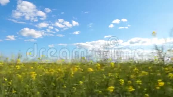在阳光明媚的日子里穿过一片油菜花田视频的预览图