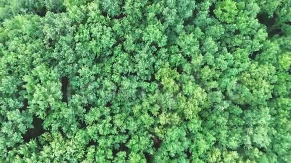 空中俯瞰森林中夏季绿树无人机镜头视频的预览图