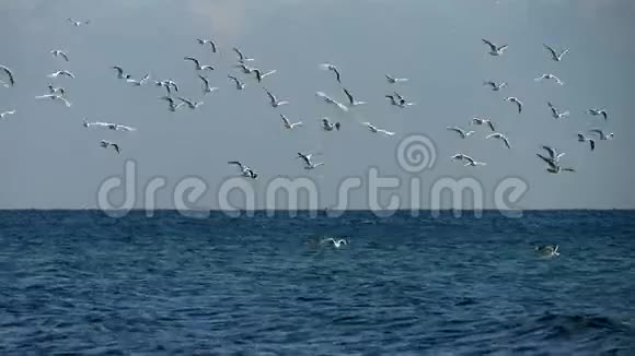 海鸥在海面上飞翔背景是蓝色的暴风雨海和灰色的天空视频的预览图