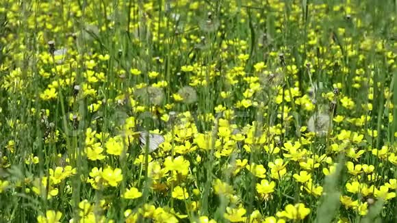 绿草中的黄花白色的花视频的预览图