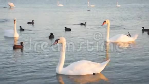 白天鹅在日落时在人工湖上游泳视频的预览图