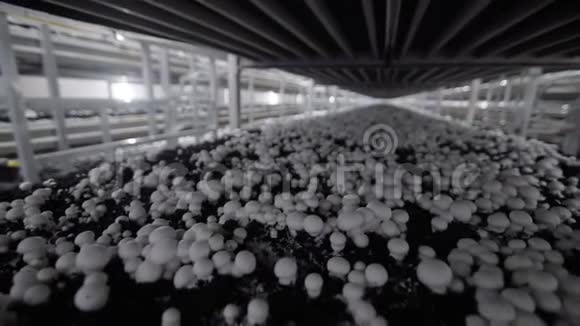 白香菜菇收获很多香菜蘑菇香碧桂农生产农场一排排的床视频的预览图