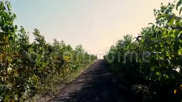 农场种植核桃树苗核桃树种植园坚果果园田野上年轻的榛子树视频的预览图