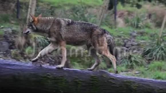 红狼在原木上行走视频的预览图