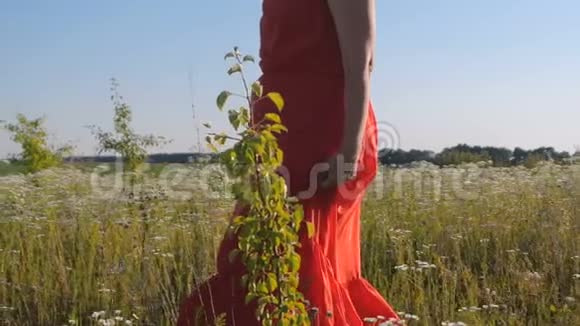 穿着红色裙子的苗条女人在夏天的一片花圃里徒步旅行视频的预览图