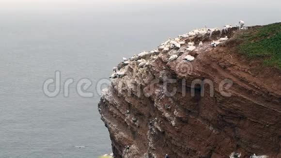 在岩石上筑巢的北方甘尼特莫鲁斯巴桑斯视频的预览图