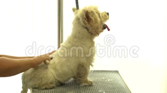 在宠物美发沙龙为狗狗梳洗滑稽的狗手持射击视频的预览图