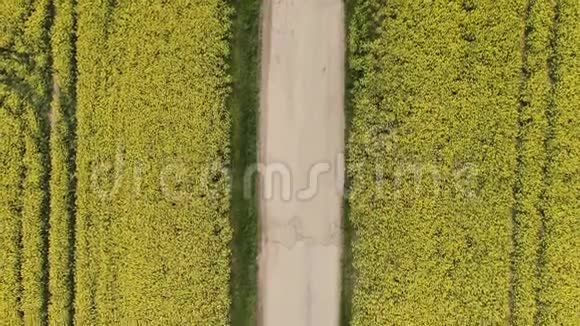 这辆红色的汽车在菜籽油田的道路上自上而下行驶旧破农业用地的高层景观视频的预览图