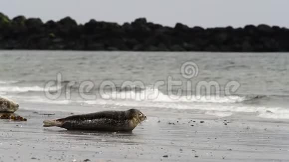 北海海岸的灰色海豹海胆视频的预览图
