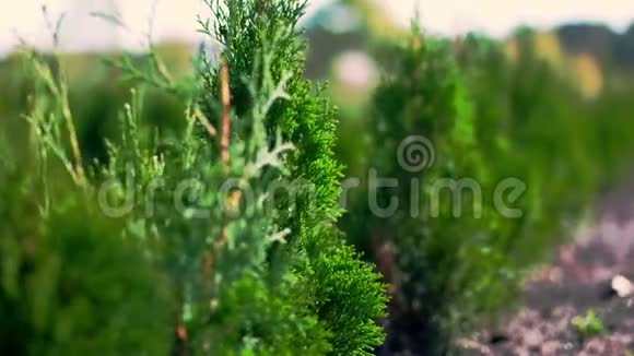 特写在风中在阳光下多汁的绿色苏加种植观赏常绿苗圃出售视频的预览图