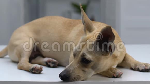 可怜的小狗躺在桌子上孤独的宠物在宠物收容所等着新主人视频的预览图