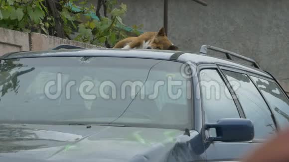 狗睡在车上视频的预览图