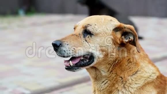 悲伤孤独的混血狗肖像不幸的无家可归的棕色狗在伤痕累累视频的预览图
