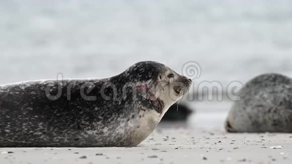北海海岸的灰色海豹海胆视频的预览图