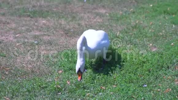 瑞士卢加诺菲吉诺公园阳光明媚的一天白天鹅吃青草的特写镜头视频的预览图