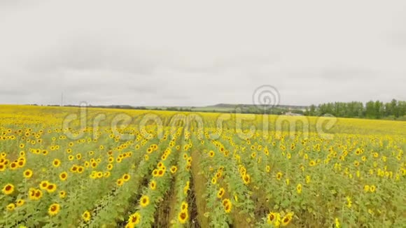 一排排成熟的黄色向日葵明亮的一天空中视频的预览图