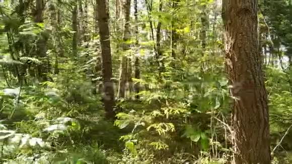 落叶林欧洲森林各种各样的树视频的预览图