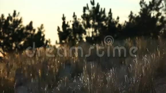 田野里的草药视频的预览图