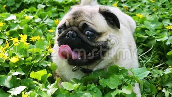 狗躺在森林中一片开花的草地上呼吸急促的肖像视频的预览图
