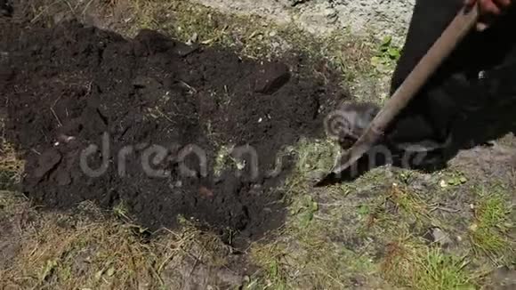 农夫挖铲子花园菜园解剖土地晴天视频的预览图