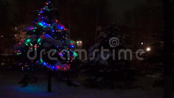 冬天森林里的圣诞树闪烁的灯光灯光在树林中的杉树上闪烁视频的预览图