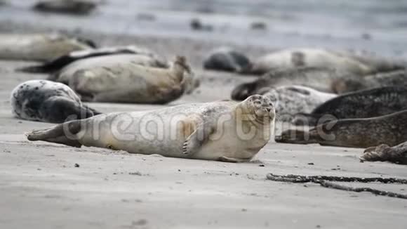 北海的一个灰色海豹的集合视频的预览图
