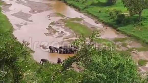 河里的非洲象视频的预览图
