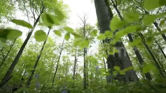 森林叶之间的底部视图视频的预览图