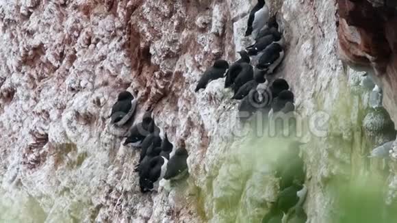在岩石上筑巢的北方甘尼特莫鲁斯巴桑斯视频的预览图