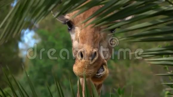 长颈鹿在植物叶子后面看视频的预览图
