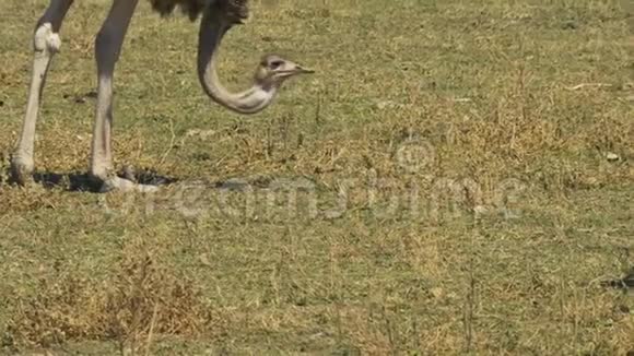 一只雌性鸵鸟在安博塞利觅食的特写镜头视频的预览图