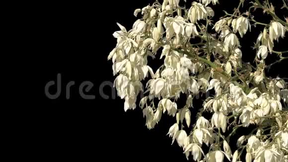 孤立的白色花丛视频的预览图