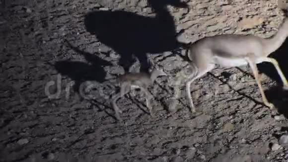 阿拉伯沙滩瞪羚妈妈和小宝宝晚上在沙滩上走来走去视频的预览图
