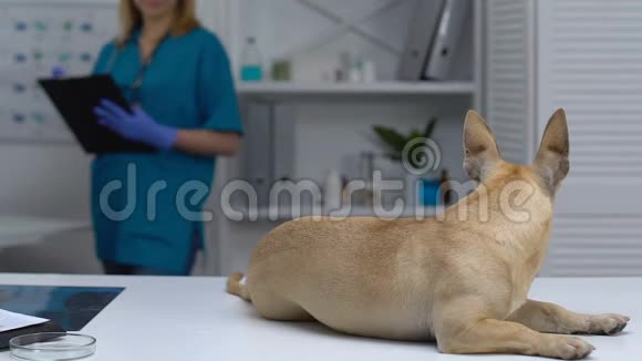 可爱的狗躺在诊所的桌子上女兽医在后台写处方视频的预览图