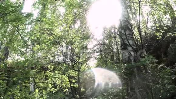 春天阳光透过高大树木的绿叶照进来库存录像树的背景视频的预览图