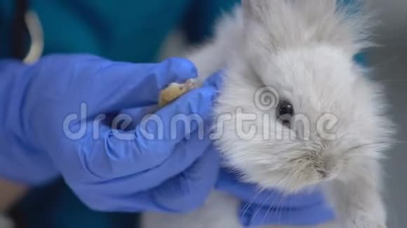 兽医检查兔爪损伤诊断真菌性疾病足皮炎视频的预览图
