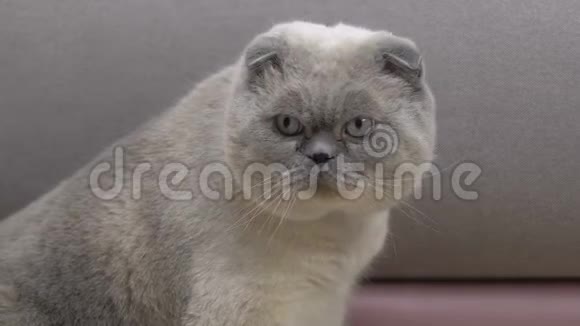 纯种猫毛厚穿跳蚤项圈驱虫宠物保健视频的预览图
