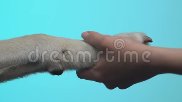 蓝底特写镜头中女性手握狗爪爱宠联系视频的预览图
