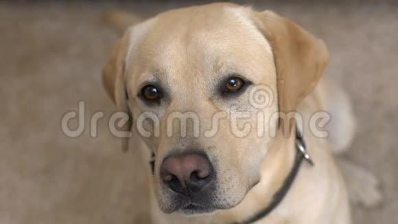 孤独狗看镜头特写收养宠物从收容所志愿怜悯视频的预览图