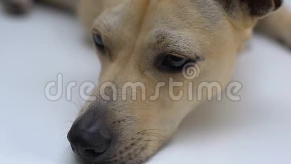 可怜的狗躺在桌子上等待兽医绝症宠物动物安乐死视频的预览图
