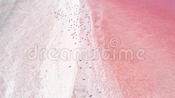 异国情调美丽粉红盐湖珍珠水视频的预览图