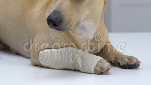 用弹力绷带包裹的狗爪宠物伤害肌肉劳损急救服务视频的预览图