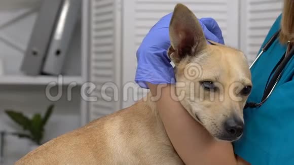 女医生滴药狗耳感染治疗诊所服务视频的预览图