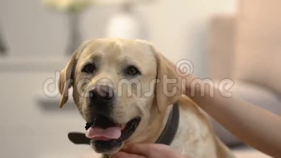 女性手抚摸狗照顾可爱的宠物可爱的朋友动物的爱视频的预览图